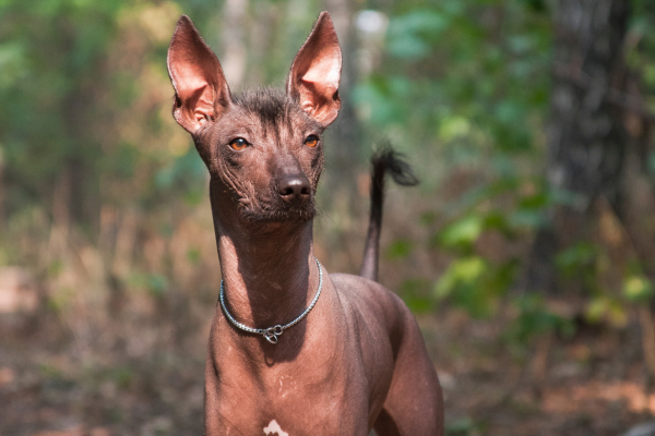 Cani Che Non Perdono Pelo: Ideali per Allergici e Amanti della Pulizia Cani Che Non Perdono Pelo: Ideali per Allergici e Amanti della Pulizia